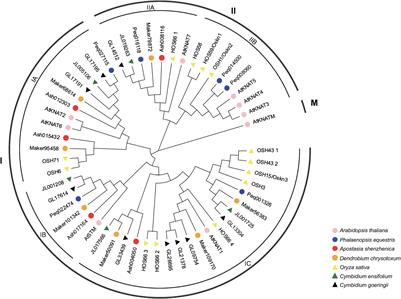 Genome-Wide Identification and Expression Pattern Analysis of KNOX Gene Family in Orchidaceae